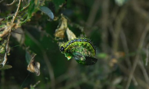 Čudna štetočina uništava živice!