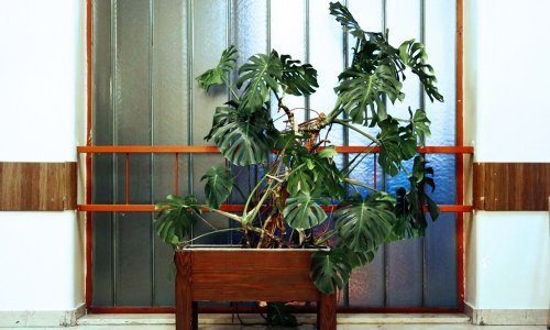 Pogledajte izložbu posvećenu biljkama u hrvatskim javnim ustanovama