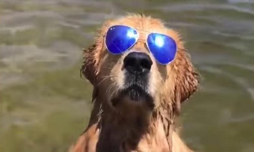 Pogledajte najbolje lipanjske snimke životinja