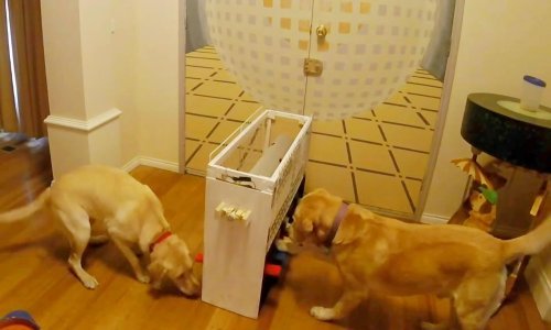 Vlasnik svojim aktivnim psima izmislio savršenu igračku