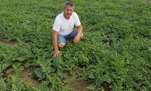 Slavonski proizvođači lubenica imaju velike planove i znaju kako se oduprijeti uvozu