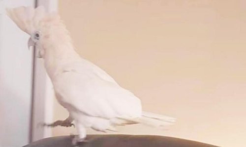 Nestao pred papagajem i – potpuno ga izbezumio!