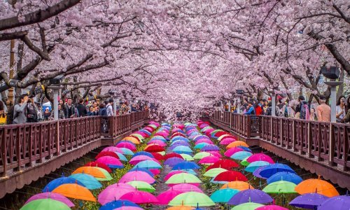 Japanski Festival trešnjinog cvata apsolutno je božanstven