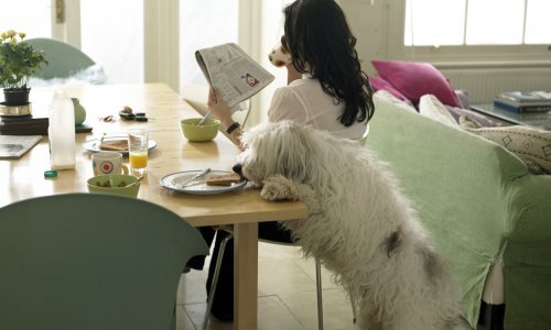 Koja je hrana opasna za pse i mačke?