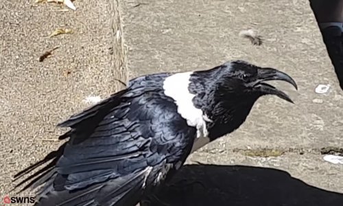 Vrana pozdravlja turiste sa 'jesi dobro, ljubavi'