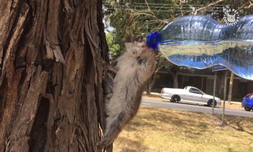 Pogledajte sjajnu kompilaciju žednih životinja