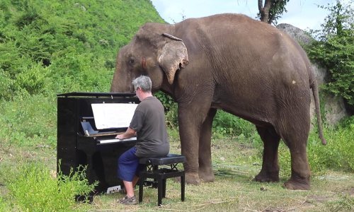 Britanski pijanist klasikom opušta slonove