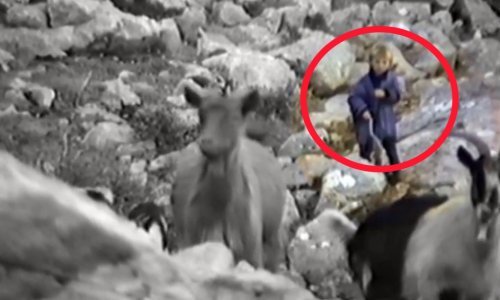 Pogledajte rijetku snimku dječaka Luke Modrića iz dokumentarca BBC-ja o velebitskim vukovima