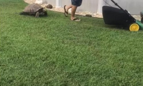 Šašava kornjača ne podnosi kosilicu