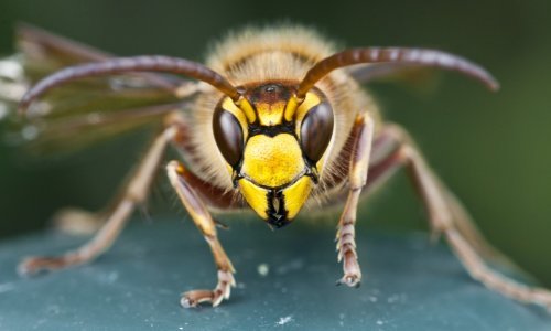 Muškarac umro od uboda stršljena, dnevno na Hitnu dođu tri do četiri osobe