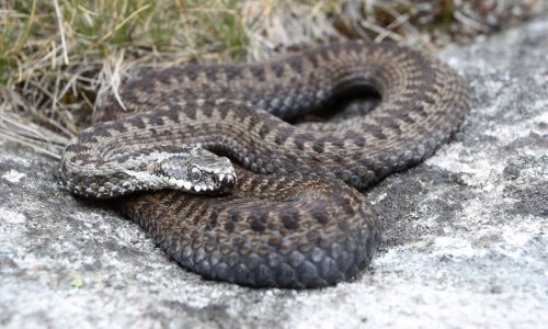 U Hrvatskoj se pojavila nova vrsta zmije: Izgleda kao poskok, ali poprilično veliki...