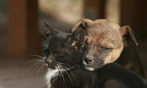 Za ubijanje i zlostavljanje životinja, odsada – zatvor!