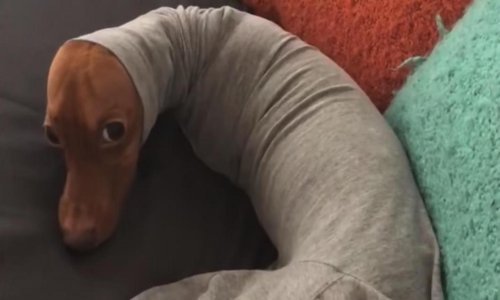 Jazavčari – tko ih ne bi volio?