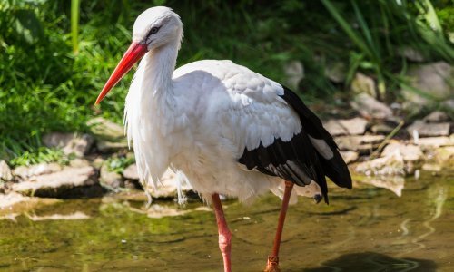 Zračnom puškom gađao strogo zaštićenu bijelu rodu; nepoznatom 'lovcu' slijedi kaznena prijava
