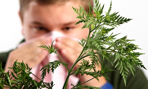 Visoka koncentracija peludi ambrozije u zraku, stručnjaci savjetuju kako se zaštititi