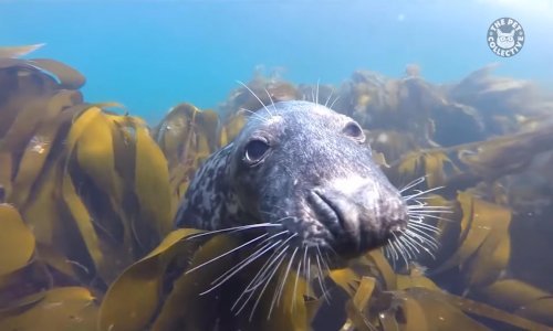 Zabavite se uz najbolje prošlotjedne snimke ljubimaca
