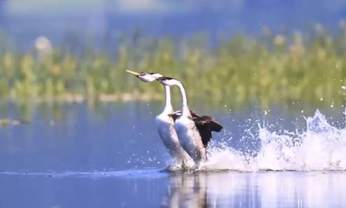 Želite se nasmijati ili ostati bez teksta? Vrijeme je za dnevnu dozu interneta!