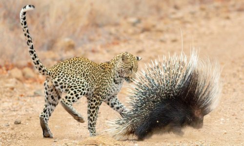 Leopard naučio zašto dikobraz nije dobar obrok