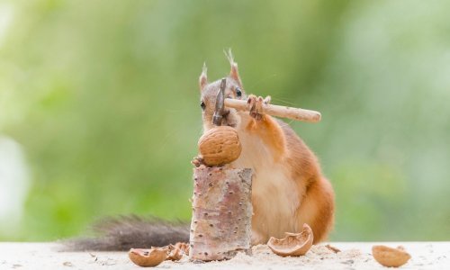 Nikad niste vidjeli nešto slađe od vjeverica koje otvaraju orahe