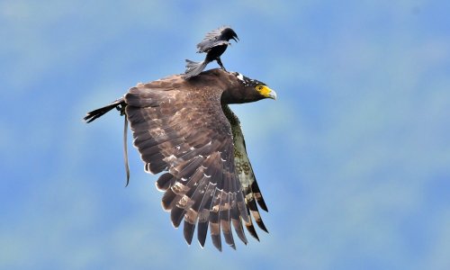 Šašava ptica sletjela na orla u pokretu