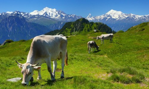 Zbog ekstremnih suša helikopteri švicarske vojske prebacuju vodu žednim kravama na pašnjacima