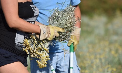 Što se događa sa smiljem? Prije tri godine svi su poludjeli za brzom zaradom, no ubrzo se dogodio obrat