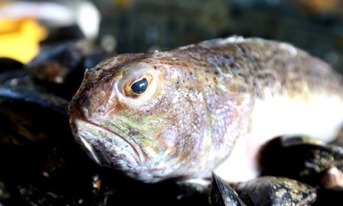 S njim nema šale! Upoznajte najopasniju ribu Jadranskog mora