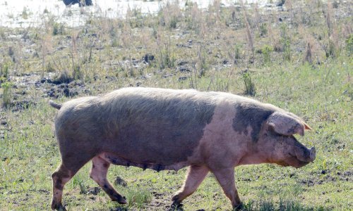 Hara afrička svinja kuga, u Rumunjskoj usmrćeno više od 110 tisuća svinja