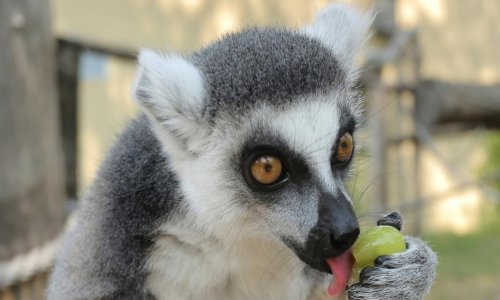 Stanovnici Zagrebačkog ZOO-a dobili tuširanje i sladoled