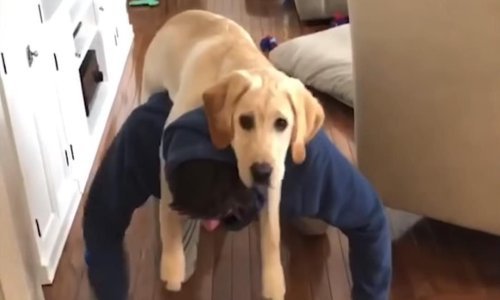 Uživajte u najzabavnijim životinjama tjedna