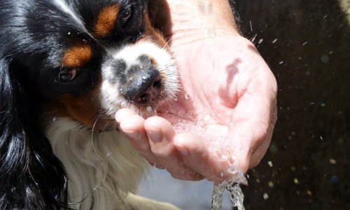 Imate zajednički vodomjer, a susjed tušira pse? Pitali smo Vodoopskrbu treba li to prijaviti