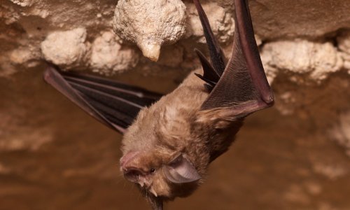 U zagrebački ZOO stižu dama u nevolji, vitezovi, vatra i zmaj; obilježava se i Noć šišmiša