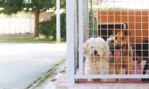 Dumovec upozorava da je preplavljen odbačenim štencima i poziva na udomljavanje