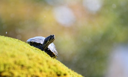 Kornjače u Šibeniku znaju kako se najbolje rashladiti, a svojom usporenom predstavom privlače sve više turista