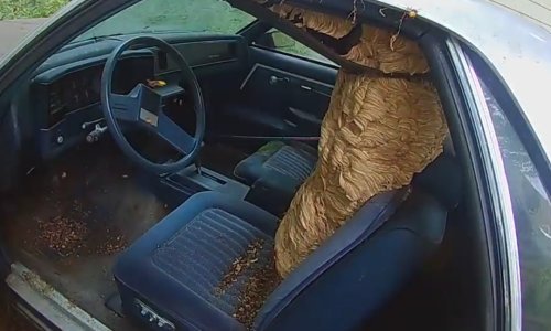 Kako iz automobila ukloniti golemu košnicu europskih stršljena?