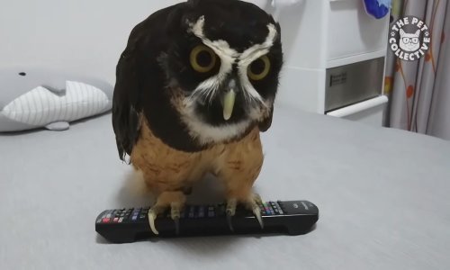 Rastopit ćete se i nasmijati uz kompilaciju najboljih ljubimaca