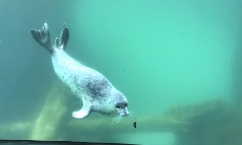 Slatki tuljan igra se lovice s leptirom