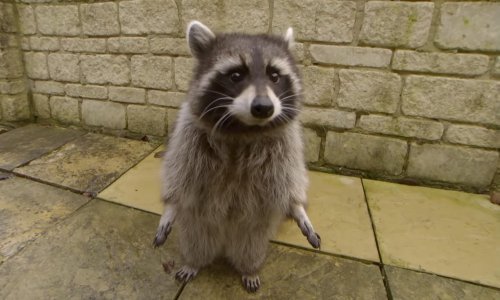 Pametni rakun zna rješavati zagonetke