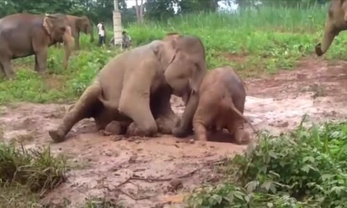 Brižna slonica spasila mladunče od blatnjavog igrališta