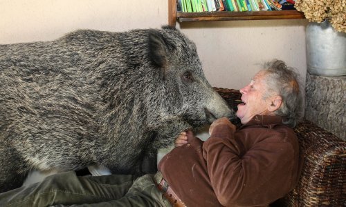 Talijanski par ima neobičnog kućnog ljubimca – divlju svinju!