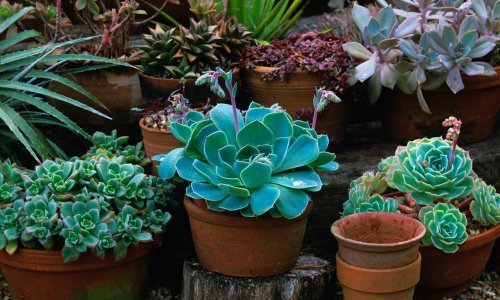 Kako pravilno njegovati ove jednostavne i dekorativne biljke