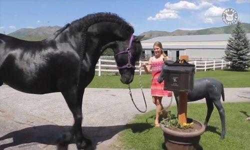 Pogledajte najslađe i najzabavnije ljubimce kolovoza