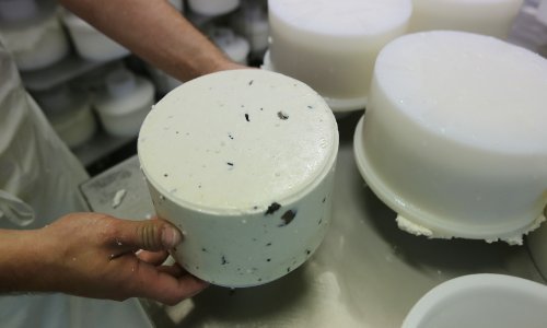 Ma kakvi Francuzi i Švicarci! U Dalmaciji se jeo sir još prije 7200 godina