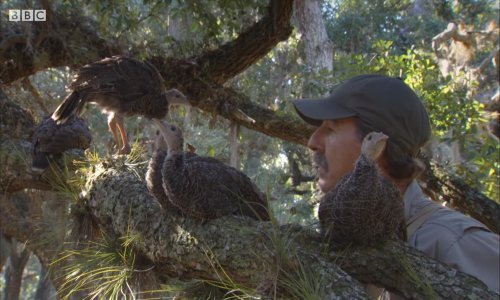 Umjetnik živio s puranima i na kraju progovorio njihov 'jezik'