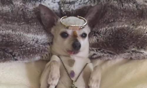 Nasmijte se uz najzabavnije ljubimce tjedna