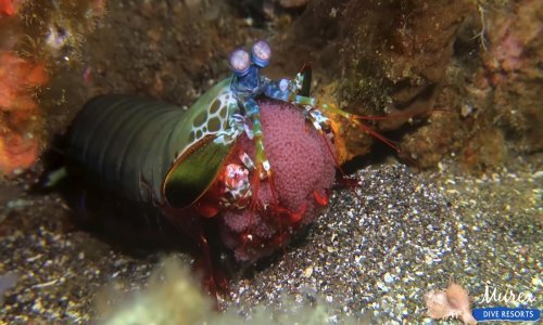 Uživajte u svojoj dnevnoj dozi interneta