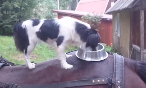 Uživajte uz najzabavnije ljubimce tjedna