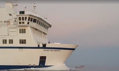 Pogledajte čarobnu igru dupina ispred trajekta na putu za Vis