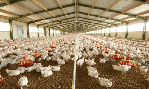 Ukrajinski peradarski div preuzima Perutninu Ptuj