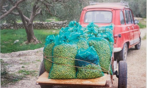 U dubrovačkom Muzeju Rupe otvorena izložba o maslinarstvu